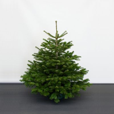 Weihnachtsbaumständer „DIWA Aqua Fix 200“