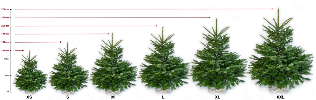 Weihnachtsbäume MINI_MIDI_MAXI im Größenvergleich